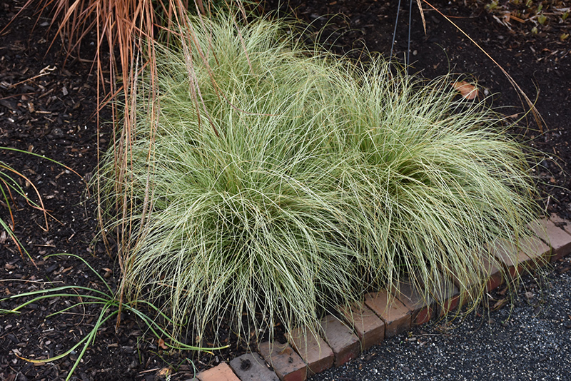 New Zealand Hair Sedge (Carex comans 'Frosted Curls') at Roger's Gardens