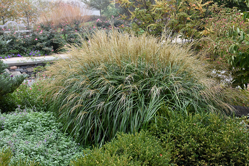 Adagio Maiden Grass (Miscanthus sinensis 'Adagio') at Roger's Gardens
