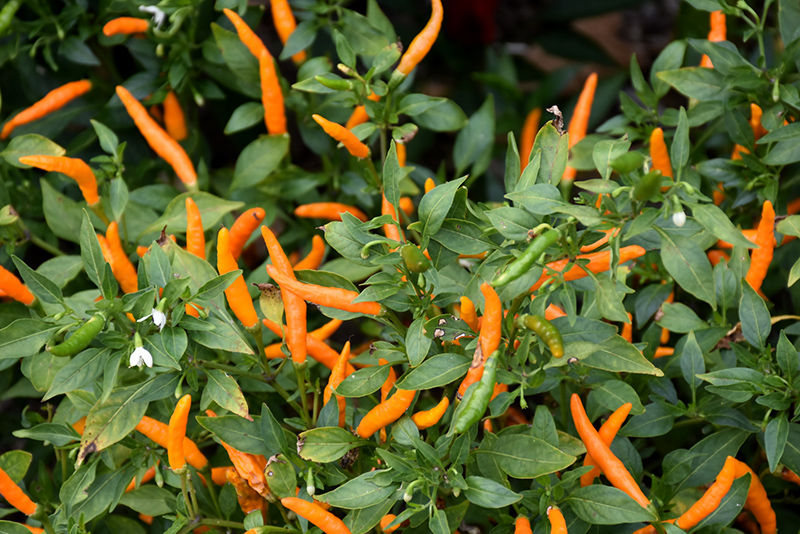 Orange Thai Hot Pepper (Capsicum annuum 'Orange Thai') at Roger's Gardens