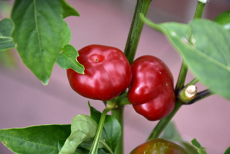 Large Red Cherry Hot Pepper (Capsicum annuum 'Large Red Cherry') at Roger's Gardens