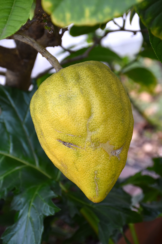 Citron (Citrus medica) at Roger's Gardens