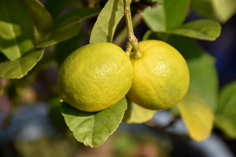 Key Lime (Citrus aurantifolia) at Roger's Gardens