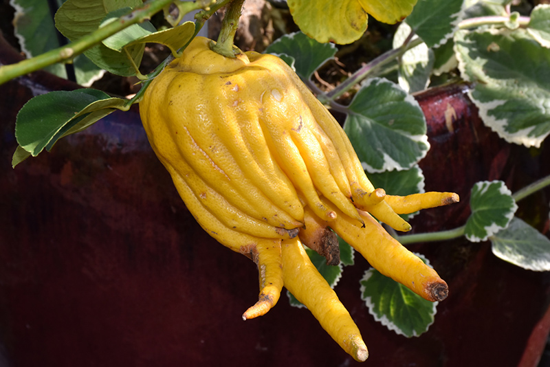 Buddha's Hand Citron (Citrus medica var. sarcodactylis) at Roger's Gardens