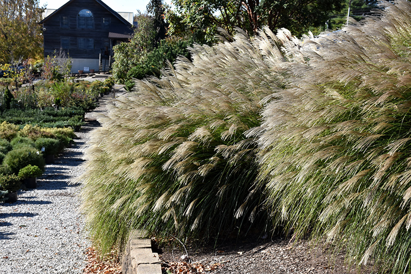 Gracillimus Maiden Grass (Miscanthus sinensis 'Gracillimus') at Roger's Gardens