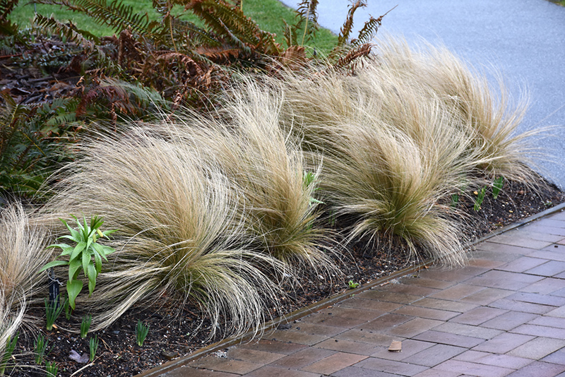 Mexican Feather Grass (Nassella tenuissima) at Roger's Gardens