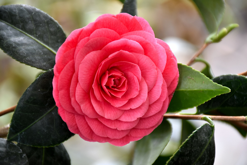 Colonel Firey Camellia (Camellia japonica 'Colonel Firey') at Roger's Gardens
