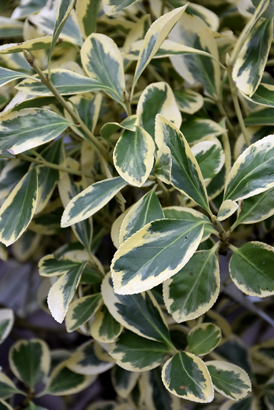 Silver Queen Euonymus (Euonymus japonicus 'Silver Queen') at Roger's Gardens