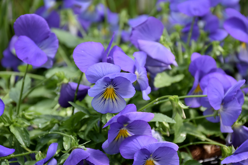 Cool Wave Blue Skies Pansy (Viola x wittrockiana 'PAS1077345') at Roger's Gardens