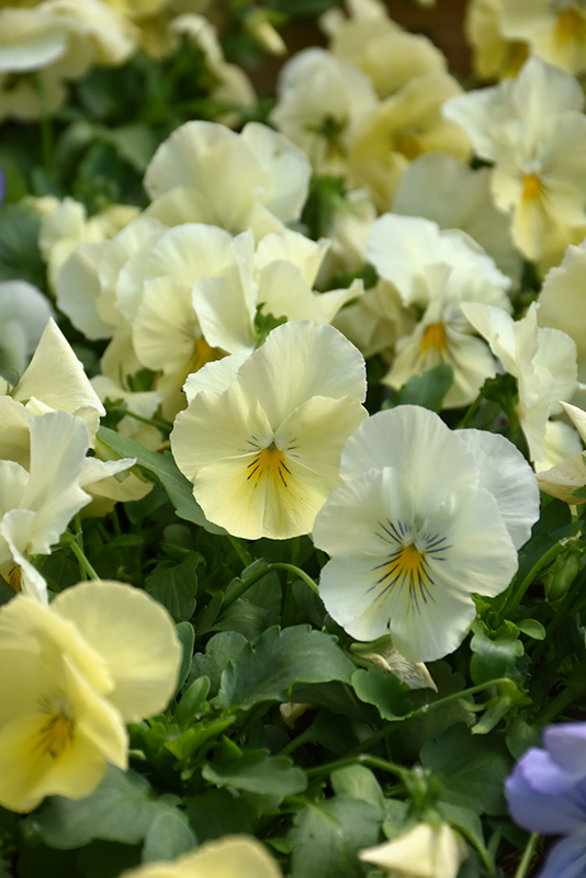 Cool Wave Yellow Pansy (Viola x wittrockiana 'PAS904972') at Roger's Gardens