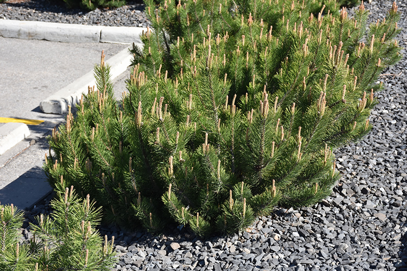 Dwarf Mugo Pine (Pinus mugo var. pumilio) at Roger's Gardens