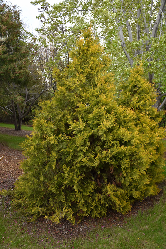 Golden Arborvitae (Thuja occidentalis 'Aurea') at Roger's Gardens