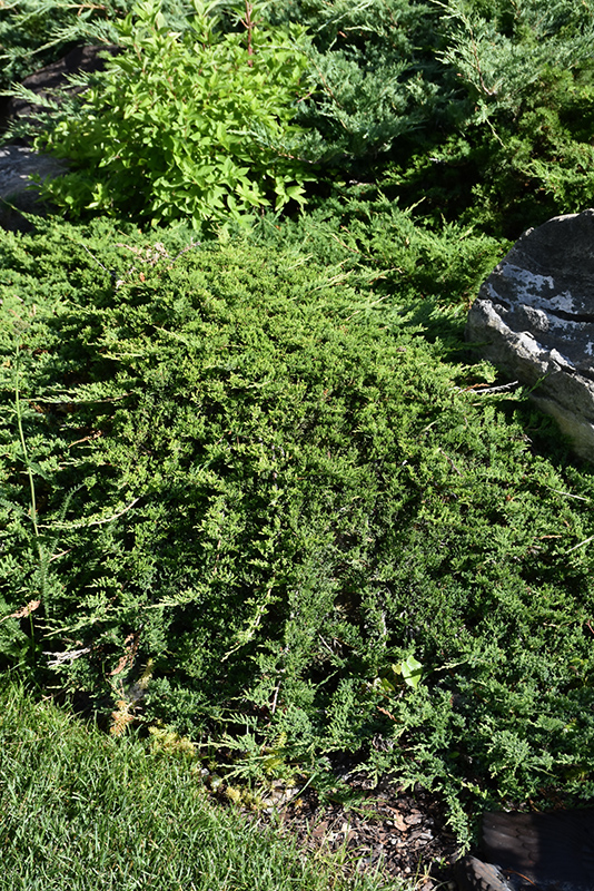 Tam Juniper (Juniperus sabina 'Tamariscifolia') at Roger's Gardens