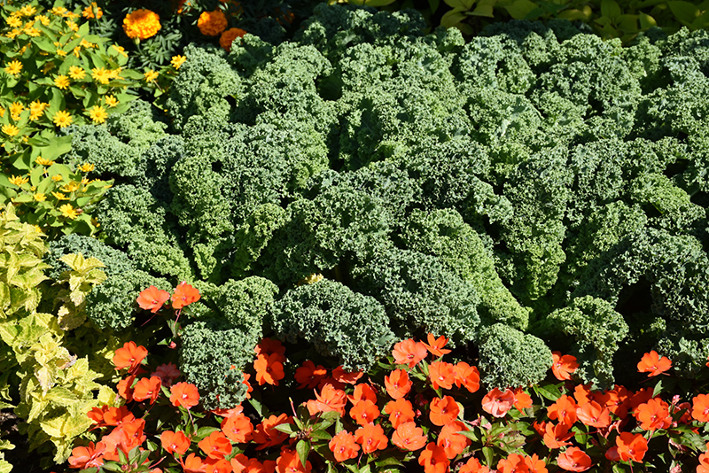 Prizm Kale (Brassica oleracea var. sabellica 'Prizm') at Roger's Gardens