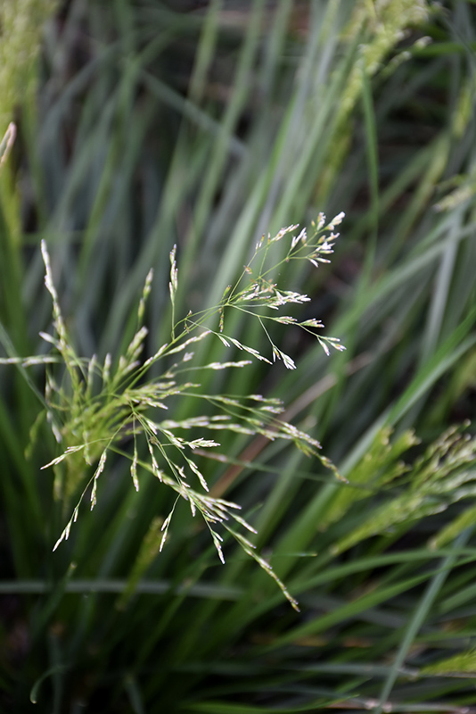 Golden Dew Tufted Hair Grass (Deschampsia cespitosa 'Goldtau') at Roger's Gardens