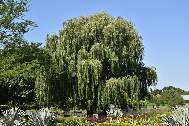 Babylon Weeping Willow (Salix babylonica) at Roger's Gardens