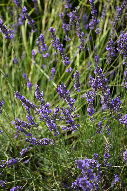 Phenomenal Lavender (Lavandula x intermedia 'Phenomenal') at Roger's Gardens
