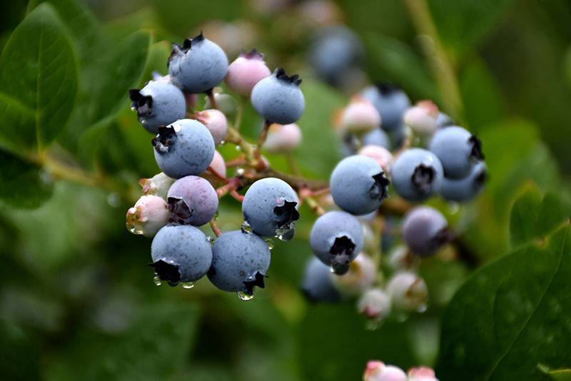 Bluecrop Blueberry (Vaccinium corymbosum 'Bluecrop') at Roger's Gardens