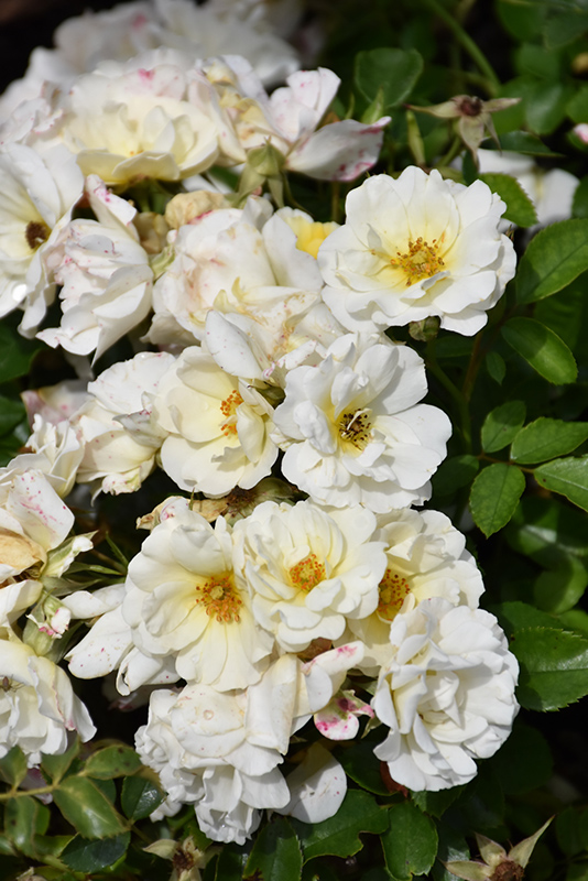 White Drift Rose (Rosa 'Meizorland') at Roger's Gardens