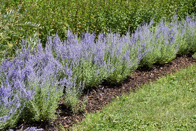 Lacey Blue Russian Sage (Perovskia atriplicifolia 'Lacey Blue') at Roger's Gardens