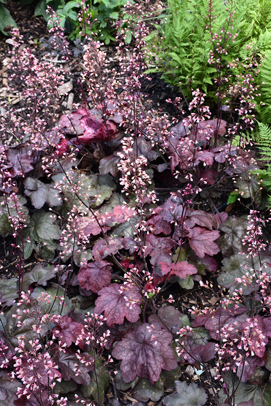 Carnival Candy Apple Coral Bells (Heuchera 'Candy Apple') at Roger's Gardens