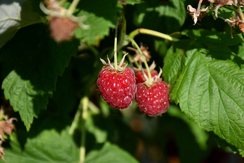 Canby Raspberry (Rubus 'Canby') at Roger's Gardens