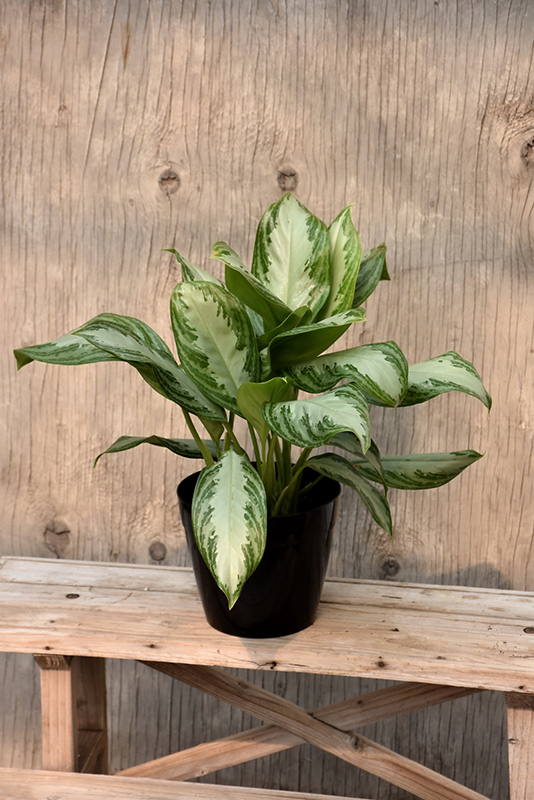 Silver Bay Chinese Evergreen (Aglaonema 'Silver Bay') at Roger's Gardens