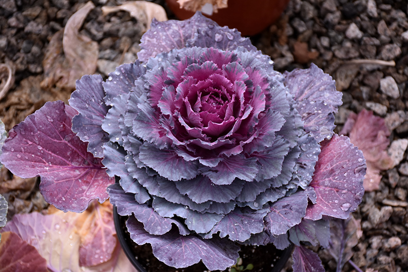 Osaka Purple Ornamental Cabbage (Brassica oleracea 'Osaka Purple') at Roger's Gardens