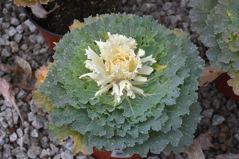 Osaka White Ornamental Cabbage (Brassica oleracea 'Osaka White') at Roger's Gardens