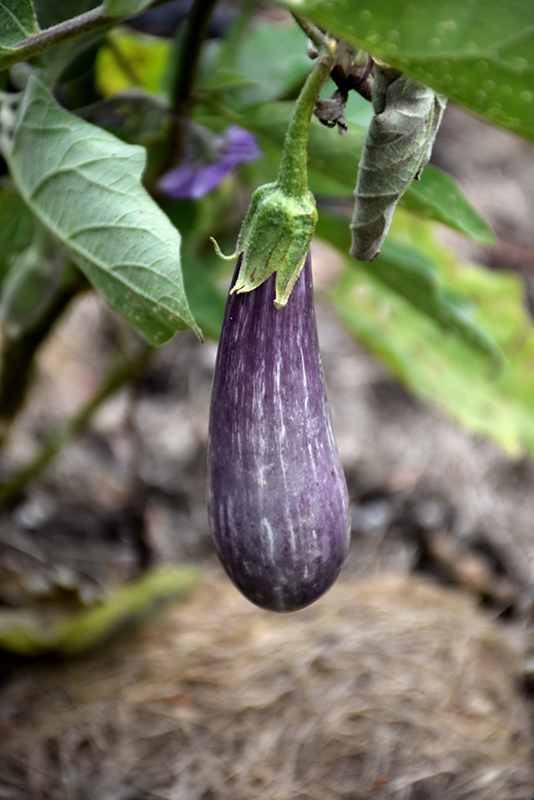 Fairy Tale Eggplant (Solanum melongena 'Fairy Tale') at Roger's Gardens