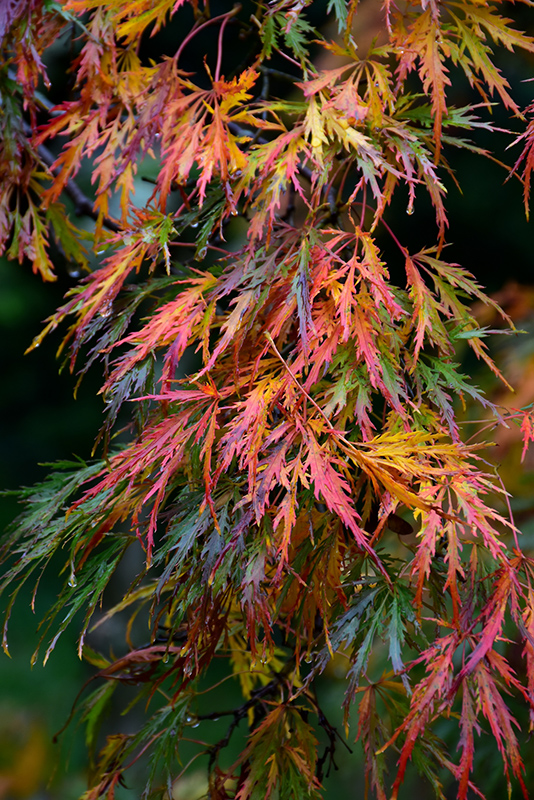 Cutleaf Japanese Maple (Acer palmatum 'Dissectum') at Roger's Gardens