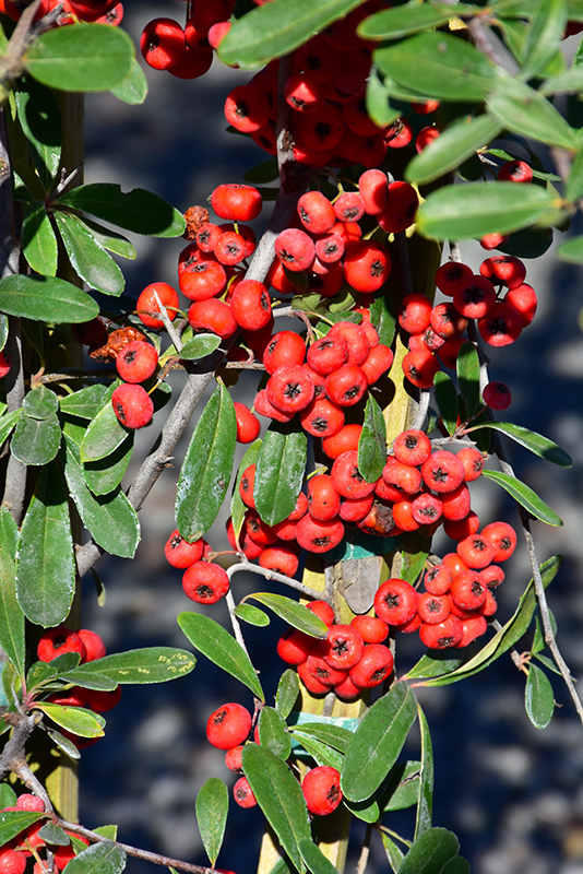 Victory Firethorn (Pyracantha koidzumii 'Victory') at Roger's Gardens