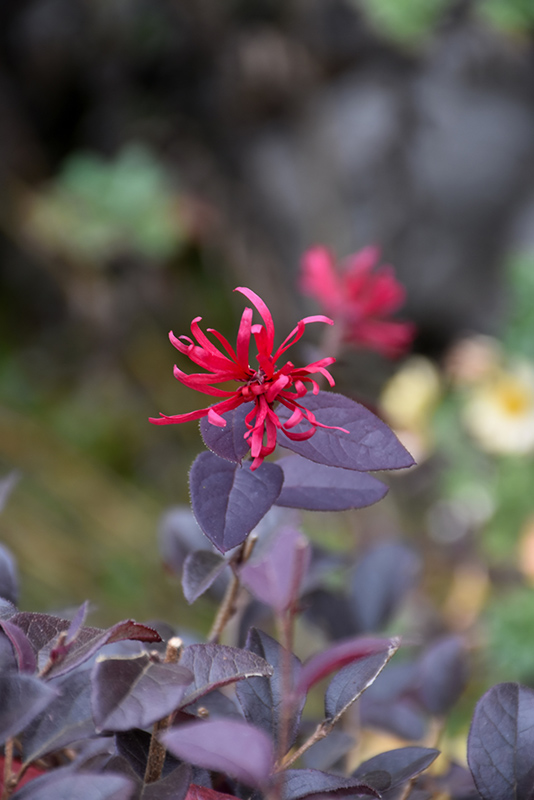 Ever Red Sunset Fringeflower (Loropetalum chinense 'Ever Red Sunset') at Roger's Gardens