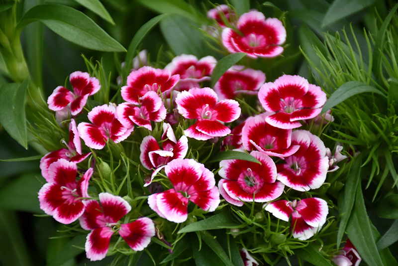 Red Picotee Sweet William (Dianthus barbatus 'Red Picotee') at Roger's Gardens
