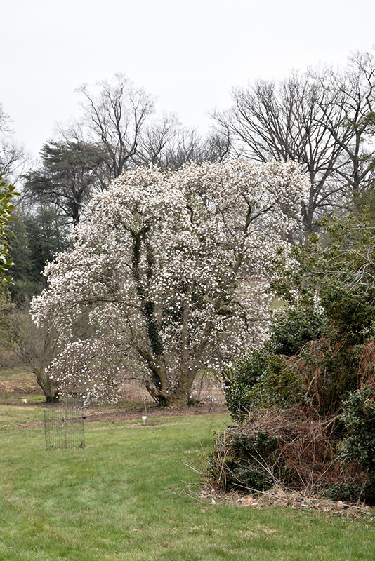 Merrill Magnolia (Magnolia x loebneri 'Merrill') at Roger's Gardens