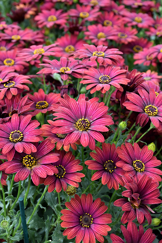 Zion Red African Daisy (Osteospermum 'Zion Red') at Roger's Gardens