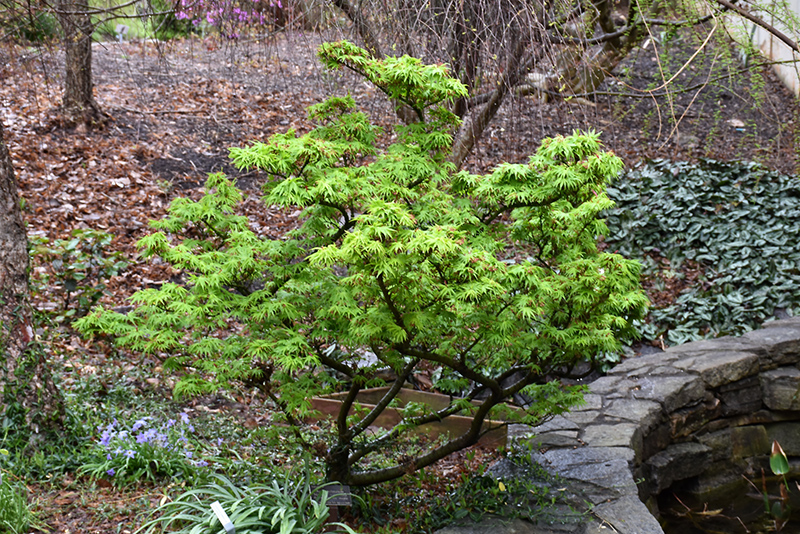 Mikawa Yatsubusa Japanese Maple (Acer palmatum 'Mikawa Yatsubusa') at Roger's Gardens