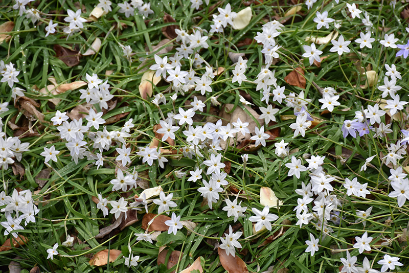 White Star Spring Starflower (Ipheion uniflorum 'White Star') at Roger's Gardens