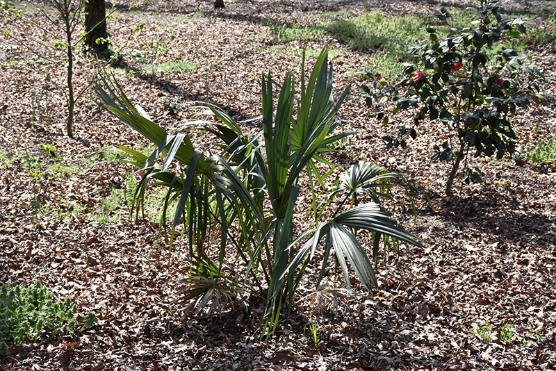 Brazoria Texas Palmetto Palm (Sabal texensis) at Roger's Gardens