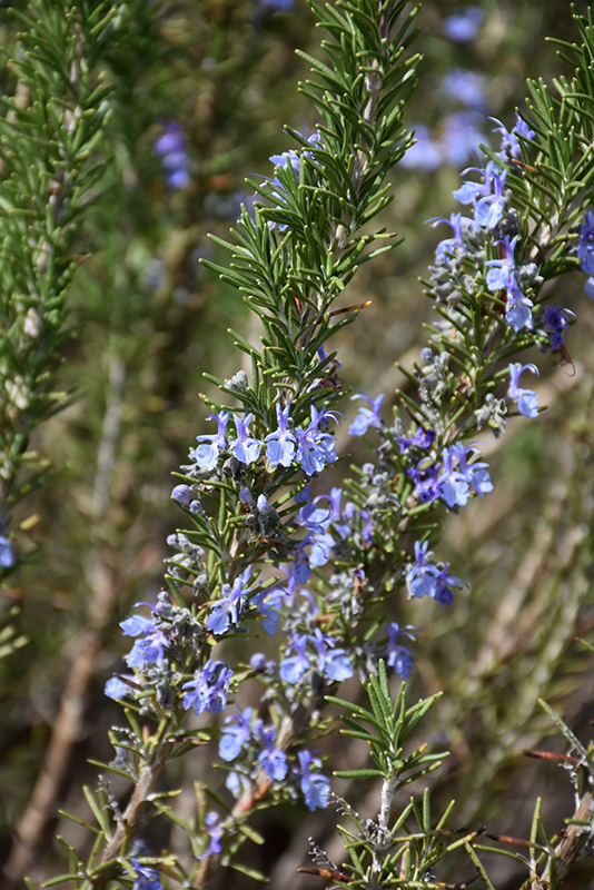 Gold Dust Rosemary (Rosmarinus officinalis 'Gold Dust') at Roger's Gardens