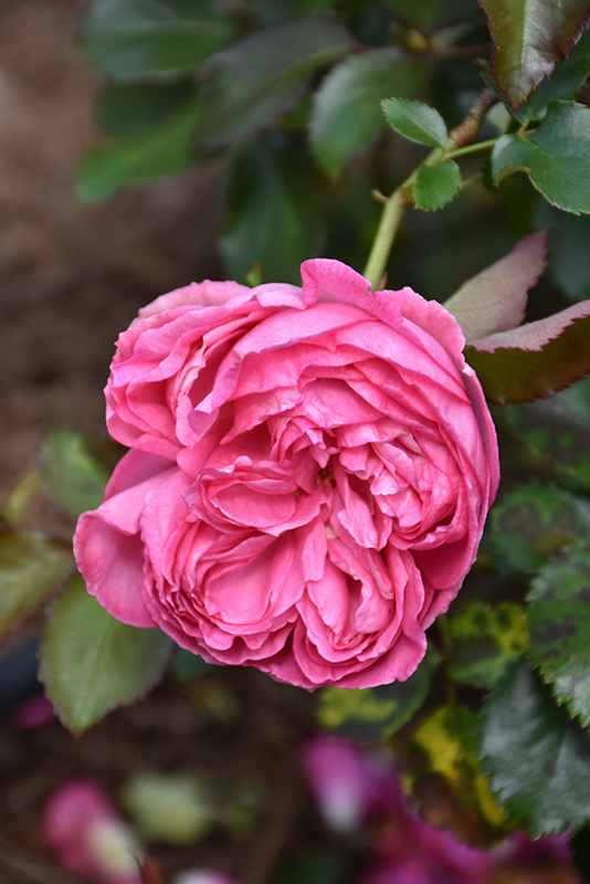 Pretty In Pink Eden Rose (Rosa 'Margaret Mae') at Roger's Gardens