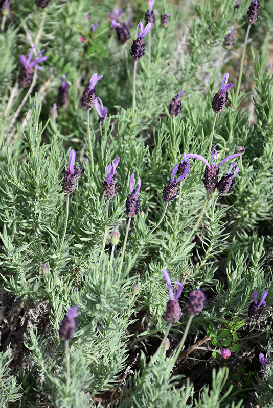 Purple Ribbon Lavender (Lavandula stoechas 'Purple Ribbon') at Roger's Gardens