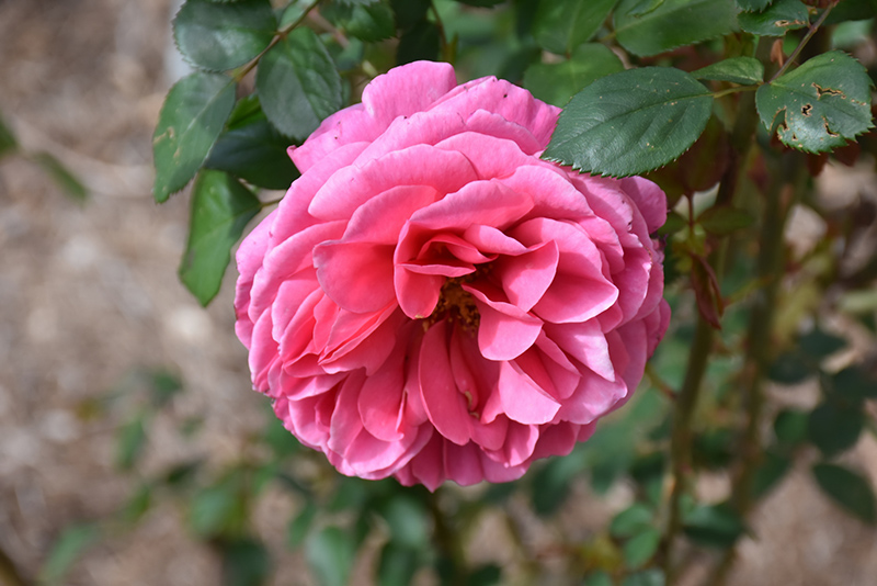 Dee-Lish Rose (Rosa 'Meiclusif') at Roger's Gardens