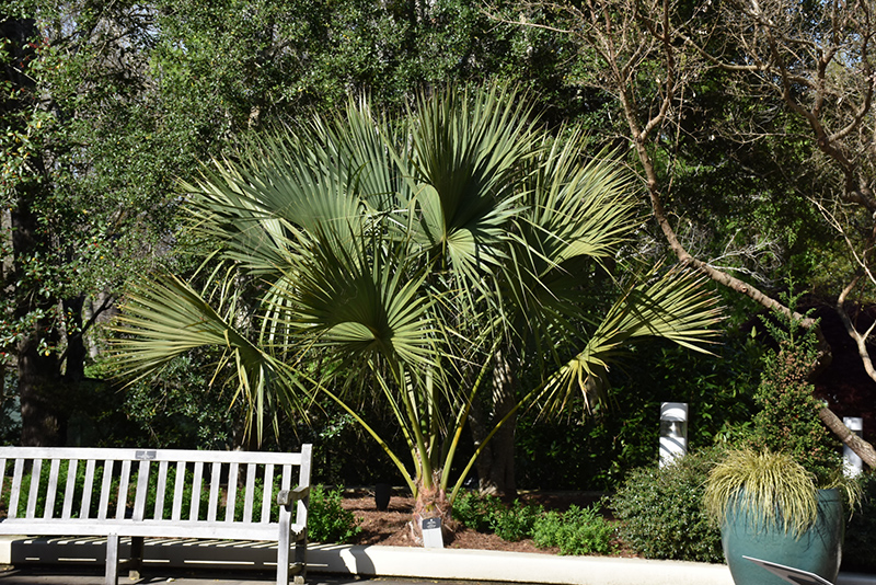 Cabbage Palm (Sabal palmetto) at Roger's Gardens