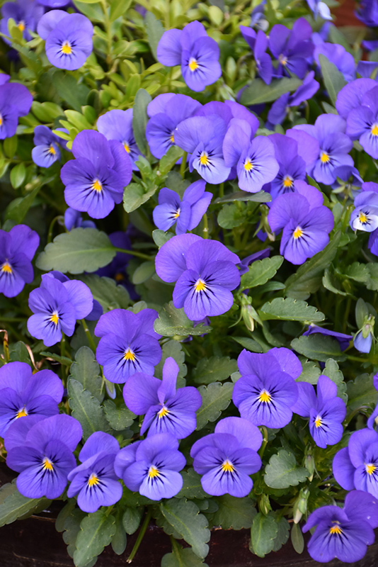 Sorbet True Blue Pansy (Viola 'Sorbet True Blue') at Roger's Gardens