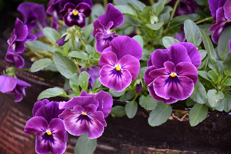 Cool Wave Raspberry Pansy (Viola x wittrockiana 'PAS1196270') at Roger's Gardens