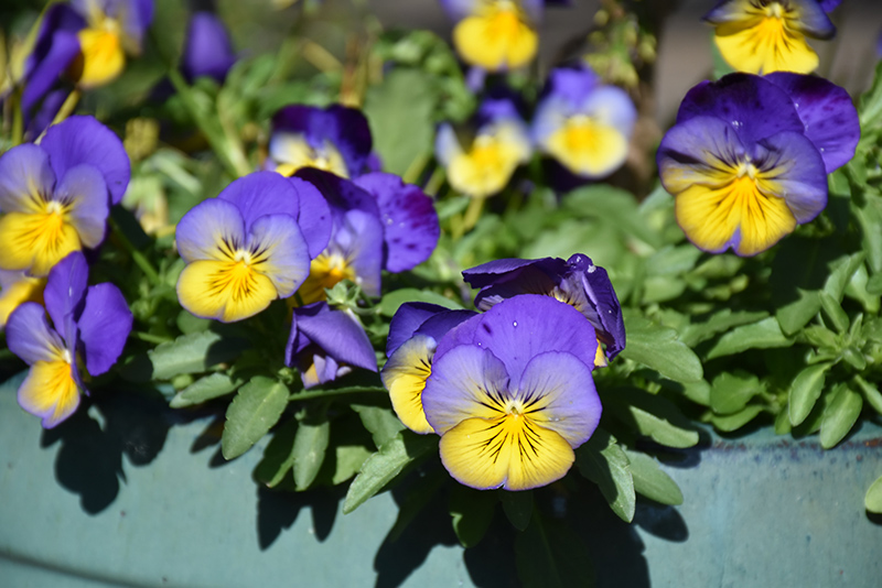 Cool Wave Morpho Pansy (Viola x wittrockiana 'PAS1077347') at Roger's Gardens