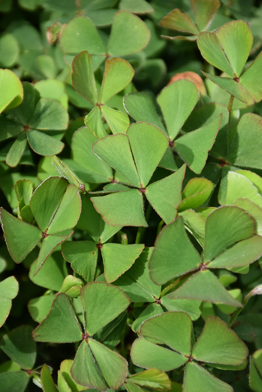 Genetics of 4-leaf clovers remain mysterious