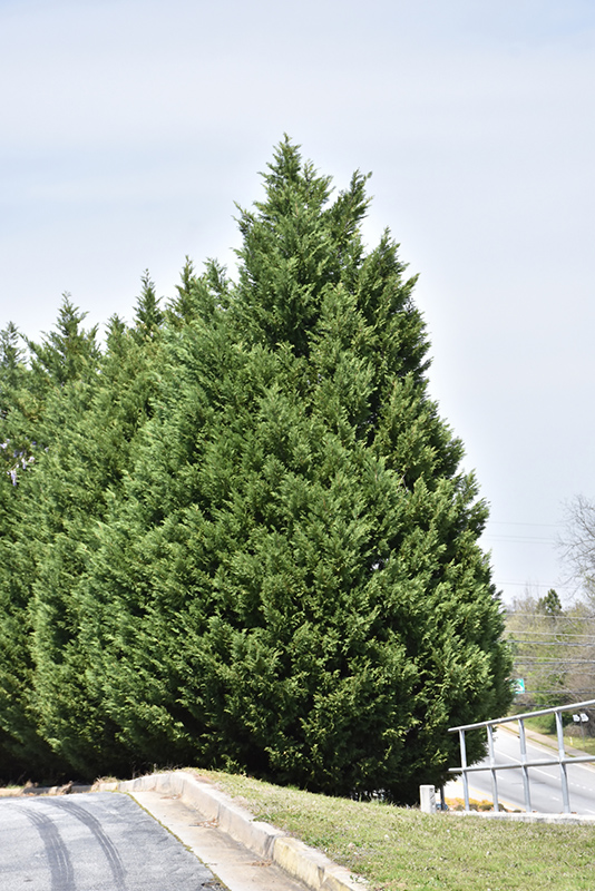 Leyland Cypress (Cupressocyparis x leylandii) at Roger's Gardens