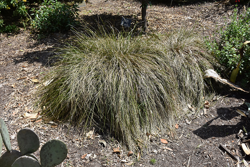 Breeze Dwarf Mat Rush (Lomandra longifolia 'LM300') at Roger's Gardens