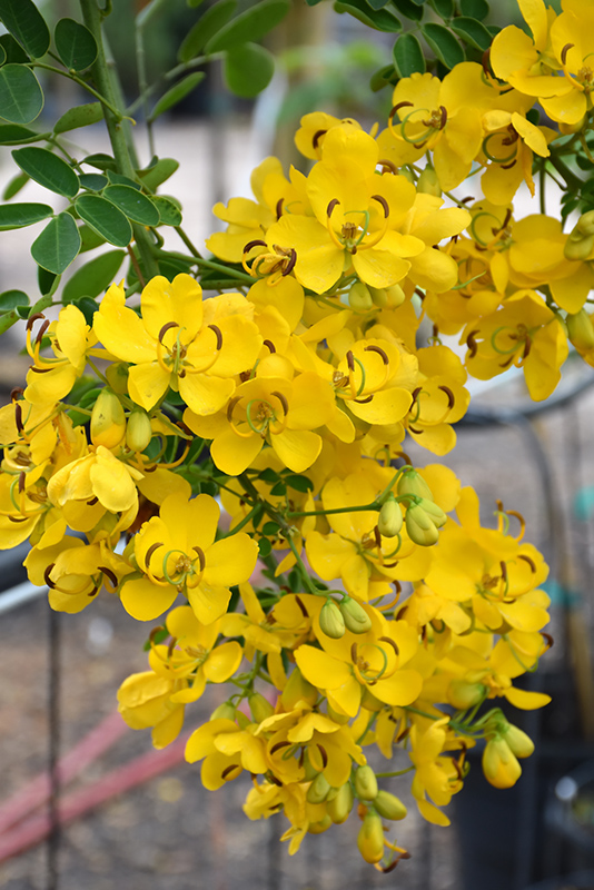 Easter Cassia Senna Pendula In Orange County Ca California Ca At Rogers Gardens 